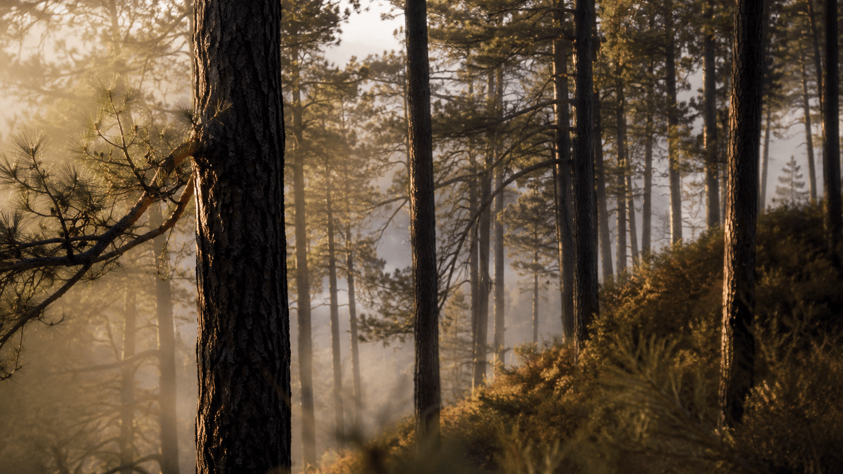 Pine forest at dawn