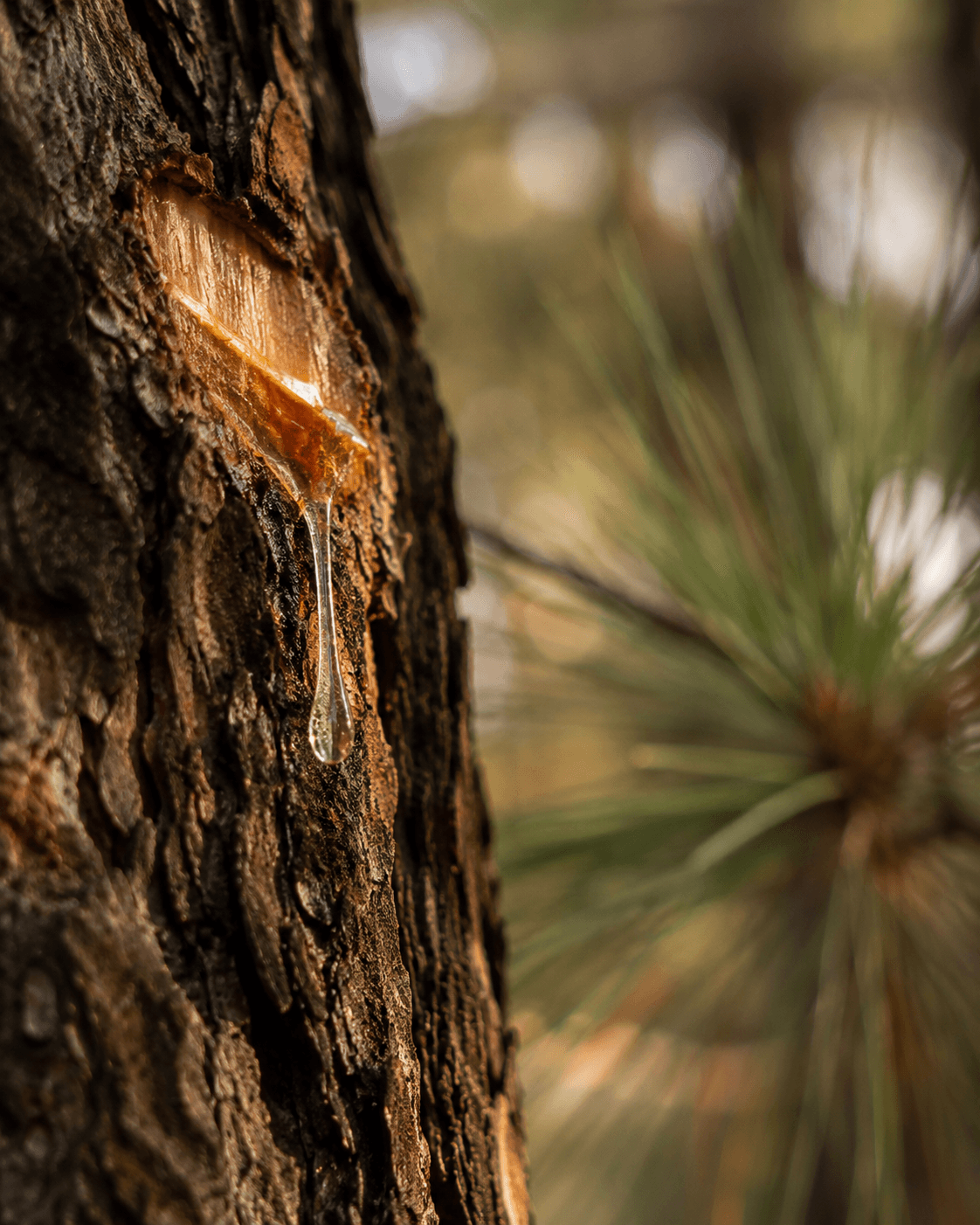 Pine resin tap